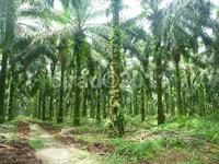 Palm plantation@cirad-c.bessou
