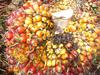 Palm Fruit@cirad-c.bessou