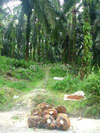 Palm fruit harvest @cirad-c.bessou